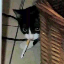Leoš Tobolka's avatar